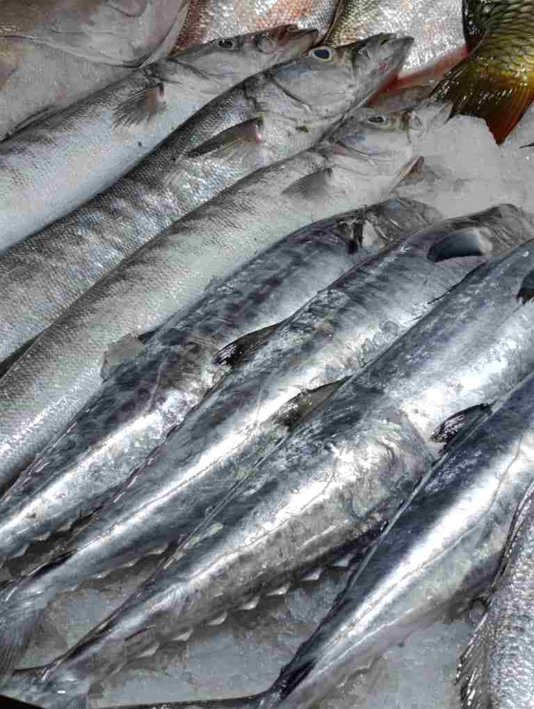 /ماهی شیر اصل تصویر شماره دوم